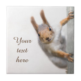 Verbazingwekkende eekhoorn tegeltje