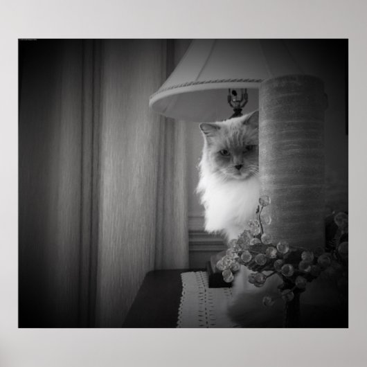 Verbazingwekkende kat, poster (Voorkant)