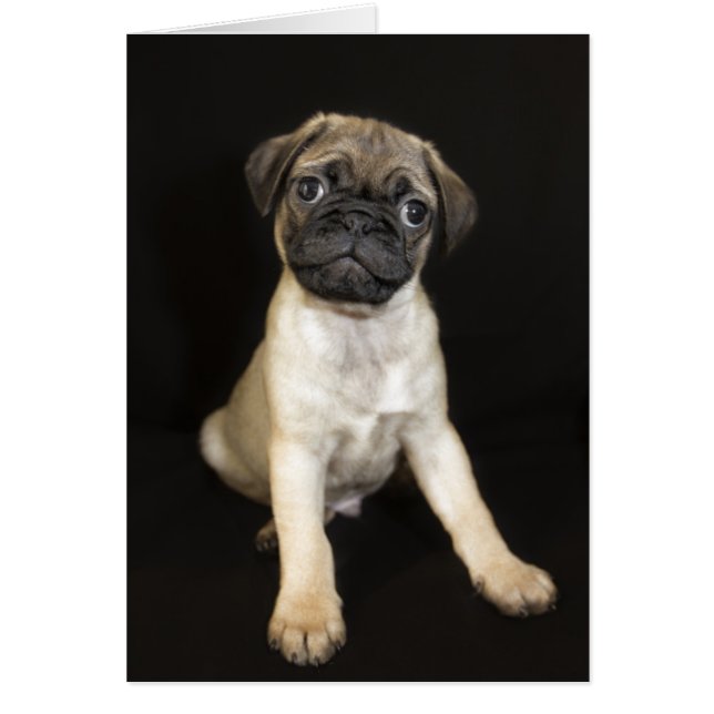 Verbazingwekkende kleine Pug Puppy (Voorkant)