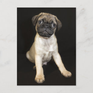 Verbazingwekkende kleine Pug Puppy Briefkaart