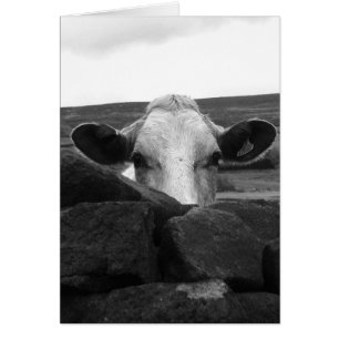 Verbazingwekkende koeienkaart