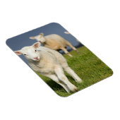 Verbazingwekkende lamp magneet (Rechterzijde)