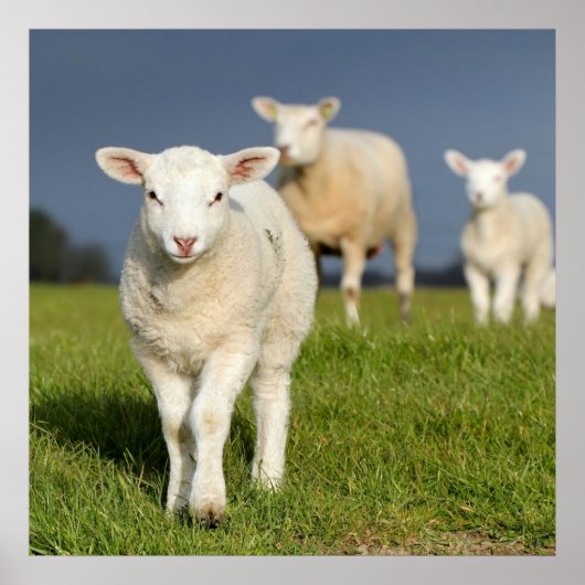 Verbazingwekkende lamp poster (Voorkant)