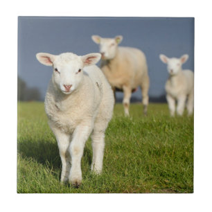 Verbazingwekkende lamp tegeltje