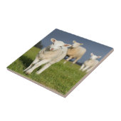 Verbazingwekkende lamp tegeltje (Zijkant)