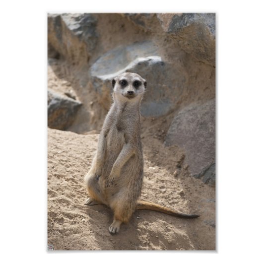 Verbazingwekkende Meerkat Foto Afdruk (Voorkant)