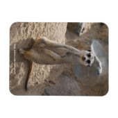 Verbazingwekkende Meerkat Magneet (Horizontaal)