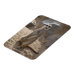 Verbazingwekkende Meerkat Magneet
