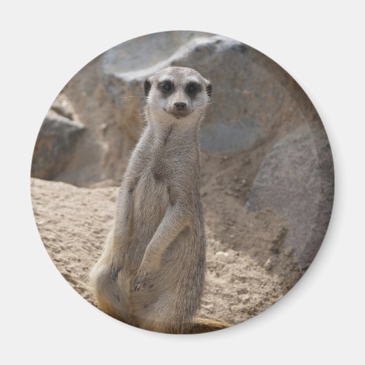 Verbazingwekkende Meerkat Magneet (Voorkant)