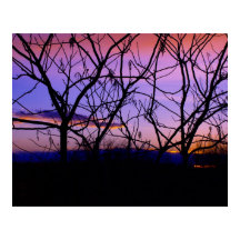Verbazingwekkende Paarse zon met bomen Silhouettes