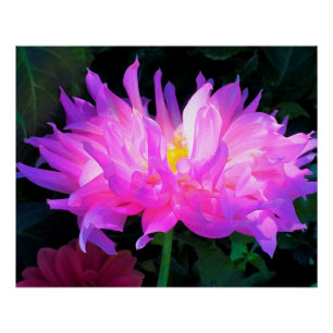 Verbazingwekkende Roze en Paarse Cactus Dahlia Perfect Poster