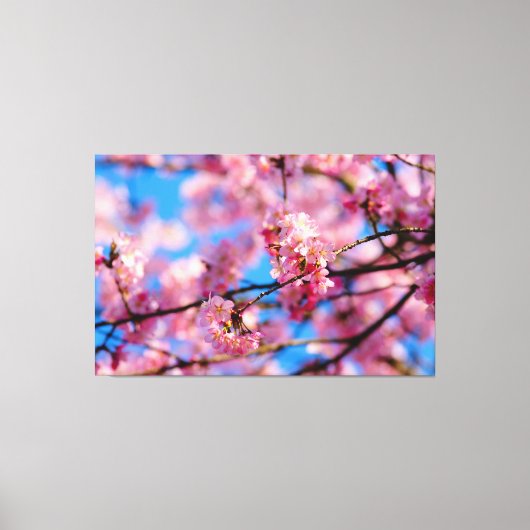 Verbazingwekkende roze Sakura en blauwe hemel van Canvas Afdruk (Voorkant)