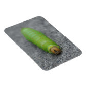 Verbazingwekkende rups - Antheraea Polyphemus Magneet (Rechterzijde)