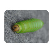 Verbazingwekkende rups - Antheraea Polyphemus Magneet (Horizontaal)