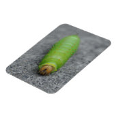 Verbazingwekkende rups - Antheraea Polyphemus Magneet (Linkerzijde)