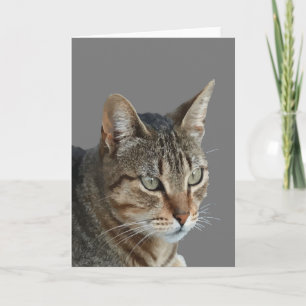 Verbazingwekkende Tabby Kat Close-up Portret Vecto Kaart