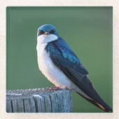 Verbazingwekkende vogel glazen onderzetter (Voorkant)