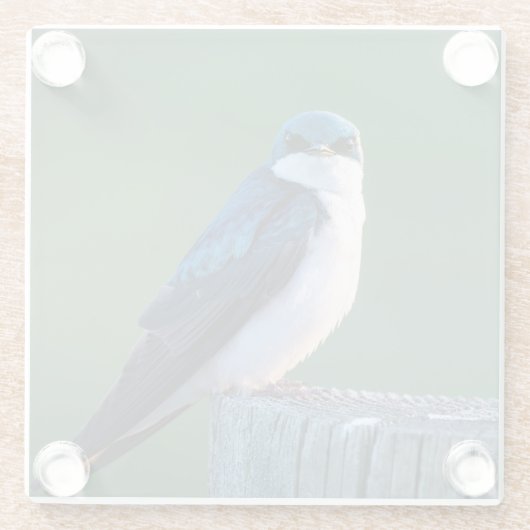 Verbazingwekkende vogel glazen onderzetter (Achterkant)