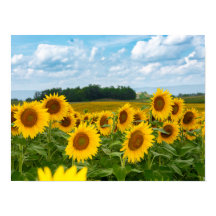 Verbazingwekkende zonnebloemen