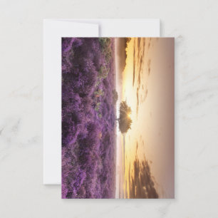 Verbazingwekkende zonsopgang enkele boom & paarse  RSVP kaartje