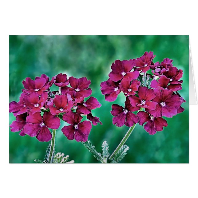 Verbena (Voorkant Horizontaal)