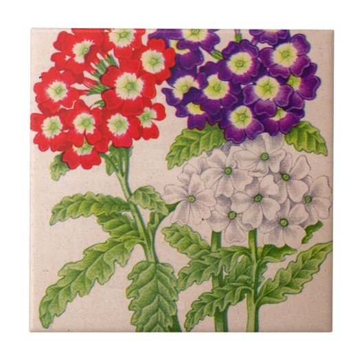 verbena bloemen in rood en paars tegeltje (Voorkant)