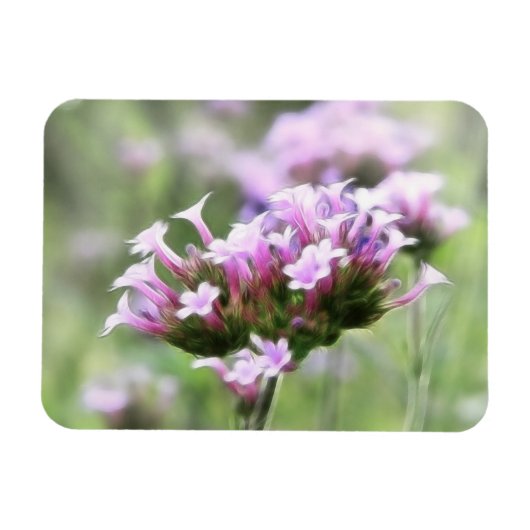 Verbena Bonariensis Magneet (Horizontaal)