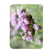 Verbena Bonariensis Magneet (Verticaal)