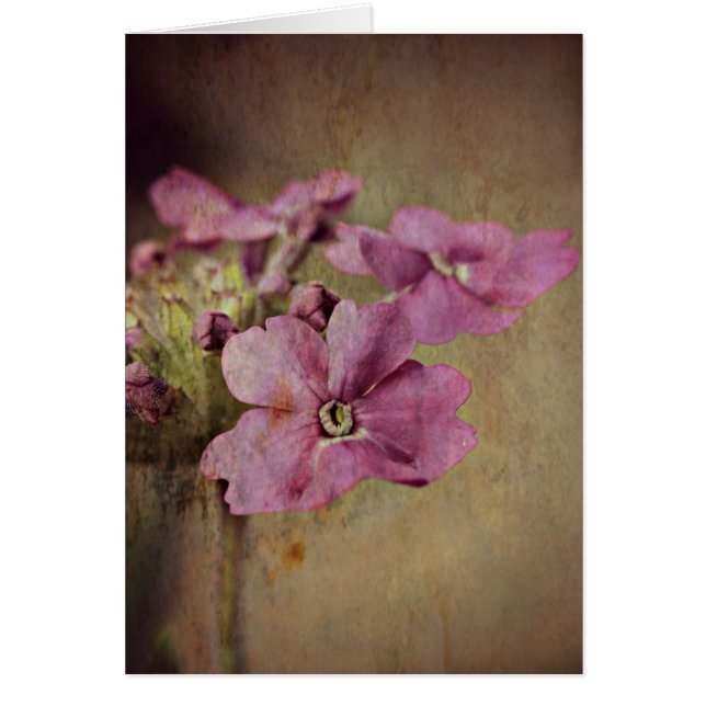 Verbena Delicate Pink Floral. (Voorkant)