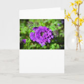 Verbena, Kaart (Gele Bloem)