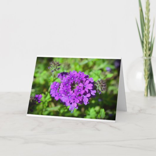 Verbena, Kaart (Voorkant)