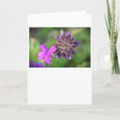 Verbena, kaart (Voorkant)