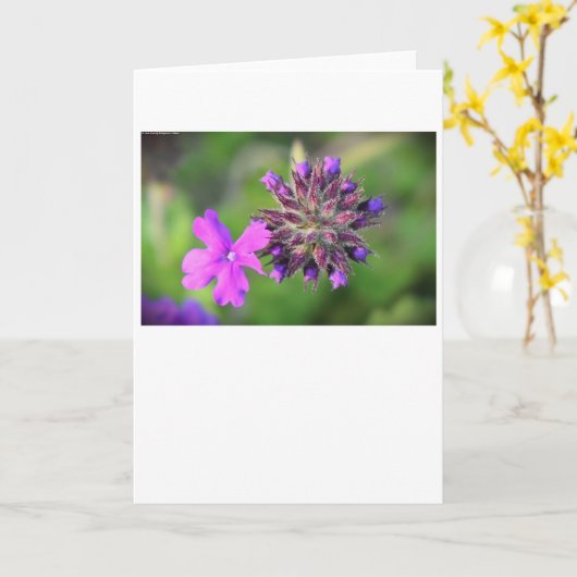 Verbena, kaart (Gele Bloem)