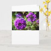 Verbena, Kaart (Gele Bloem)