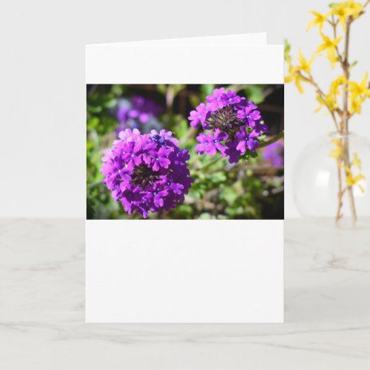 Verbena, Kaart (Gele Bloem)