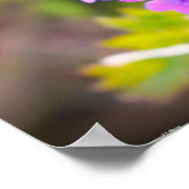 Verbena Poster (Hoek)