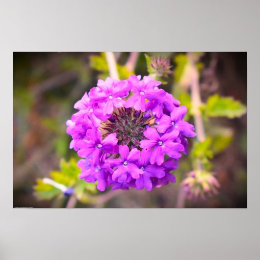 Verbena Poster (Voorkant)