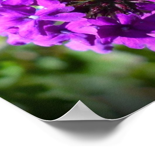 Verbena Poster (Hoek)