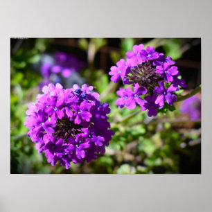 Verbena Poster