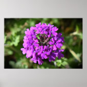 Verbena Poster (Voorkant)