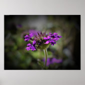 Verbena Poster (Voorkant)
