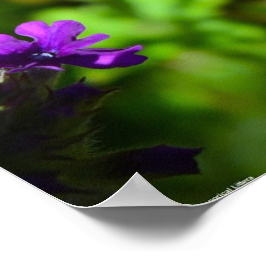 Verbena Poster (Hoek)