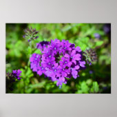 Verbena Poster (Voorkant)