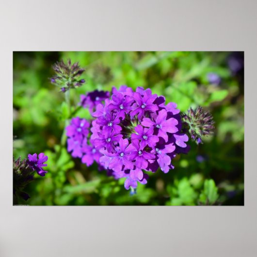 Verbena Poster (Voorkant)
