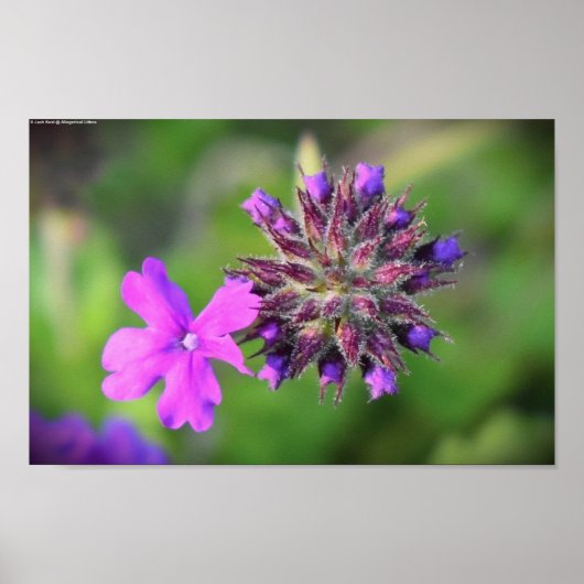 Verbena Poster (Voorkant)