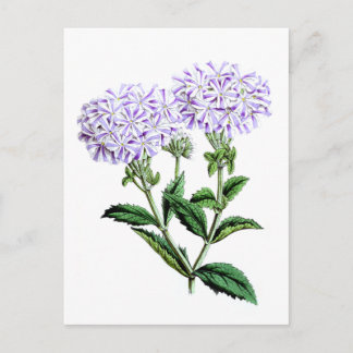 Verbena, Vrouwe van Langlebury Briefkaart