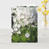 Verbena - witte lentesbloemen kaart (Gele Bloem)