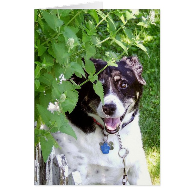 Verbergen en zoeken (Voorkant)