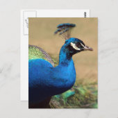 Verbijsterend Indiaas Peacock Briefkaart (Voorkant / Achterkant)