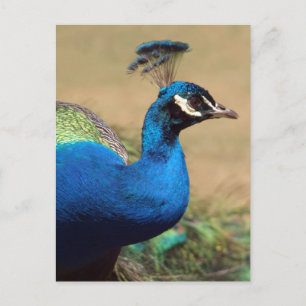 Verbijsterend Indiaas Peacock Briefkaart